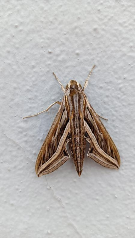 Esfinge de banda plateada (Hippotion celerio).