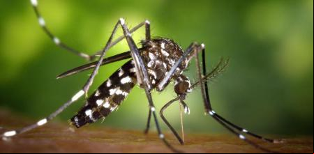 El Mosquito tigre transmite enfermedades como el virus del dengue, el chikungunya o el zika.