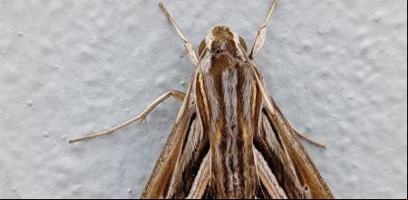 Esfinge de banda plateada (Hippotion celerio).