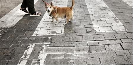 Un perro, atento a la cámara, junto a uno de los agujeros de la calzada de Pi i Margall, este miercoles