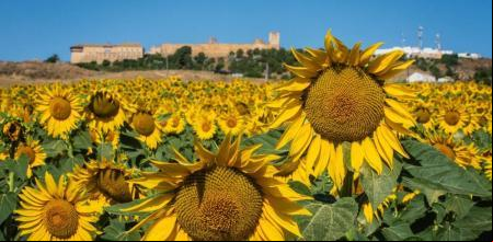 Los girasoles atraen a visitantes de todo el mundoi, especialmente de Japón