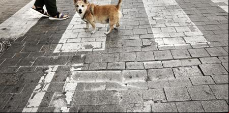 Un error de cálculo obliga a pavimentar de nuevo la calle Pi i Margall, reformada hace año y medio
