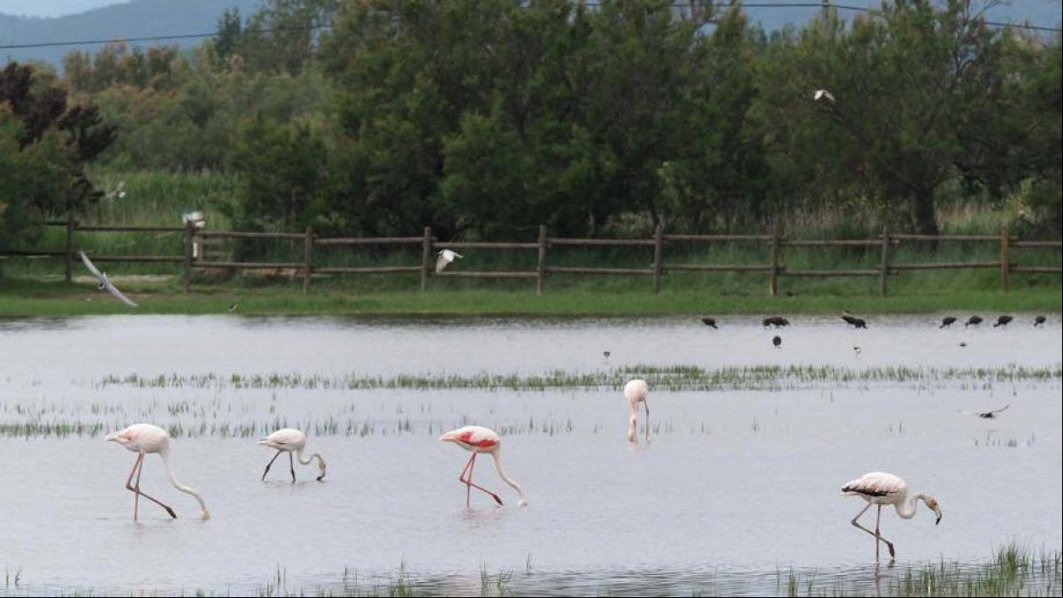 La sequía reduce las aves que crían en los Aiguamolls de l’Empordà