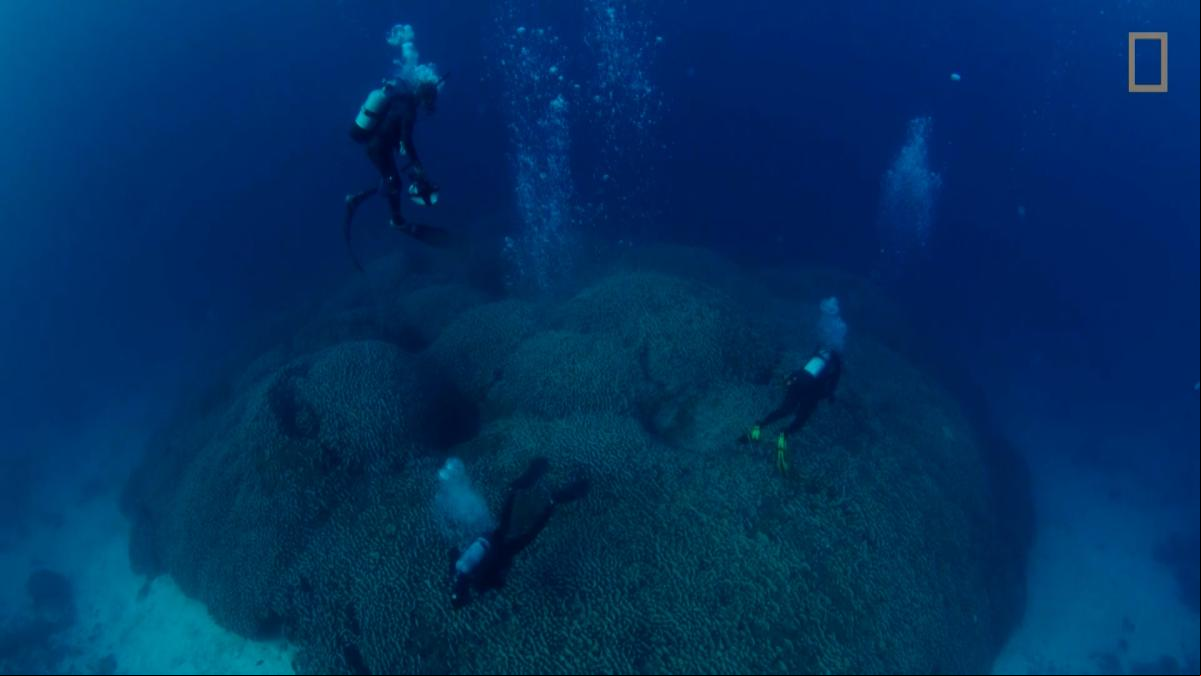 Las imágenes del coral más grande del mundo descubierto en Islas Salomón