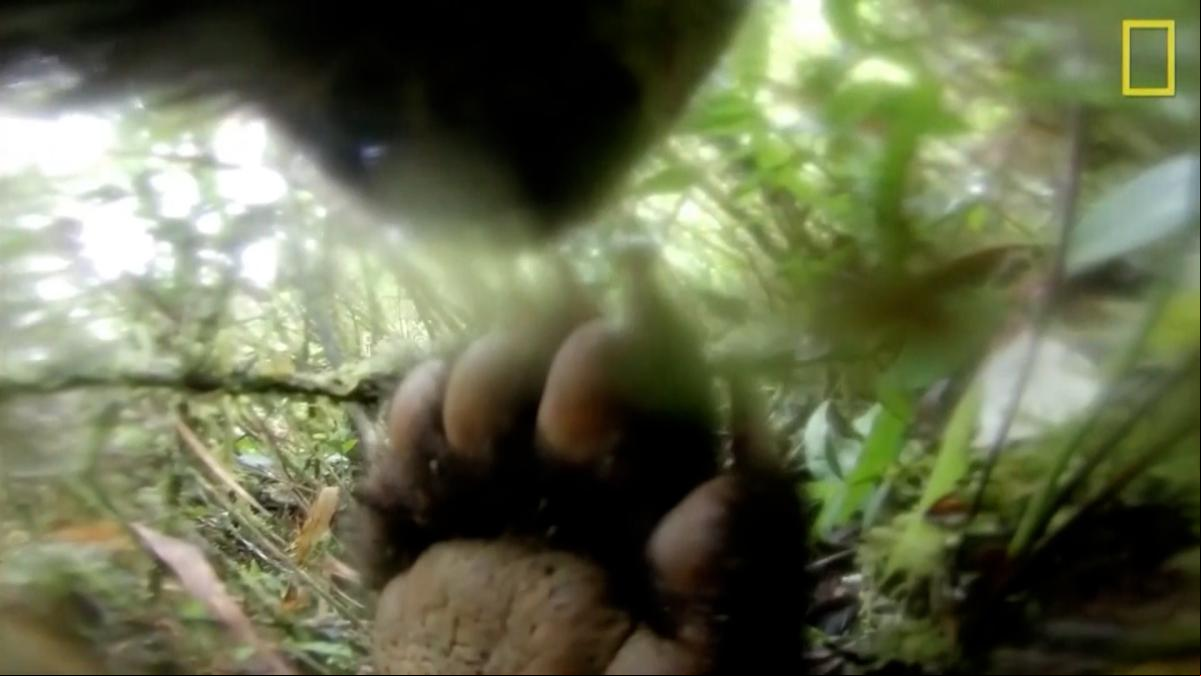 Desvelan los secretos de los osos andinos gracias a una investigación con cámaras collar