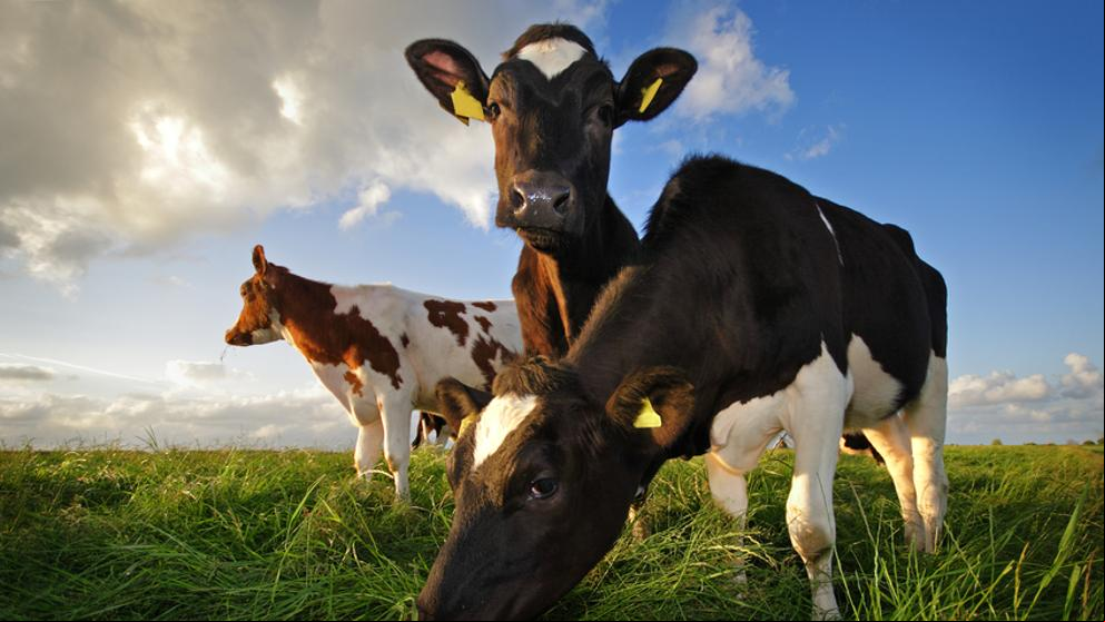 Según el tipo de alimentación las vacas producen más leche